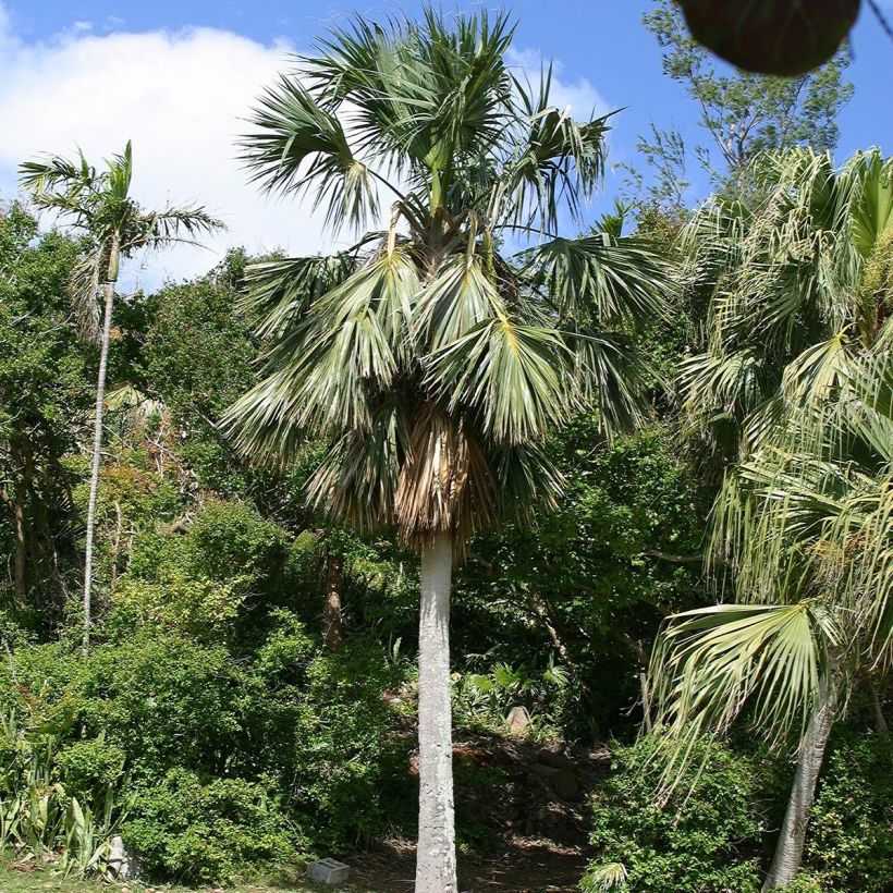 Sabal bermudana - Bermuda palmetto (Porto)