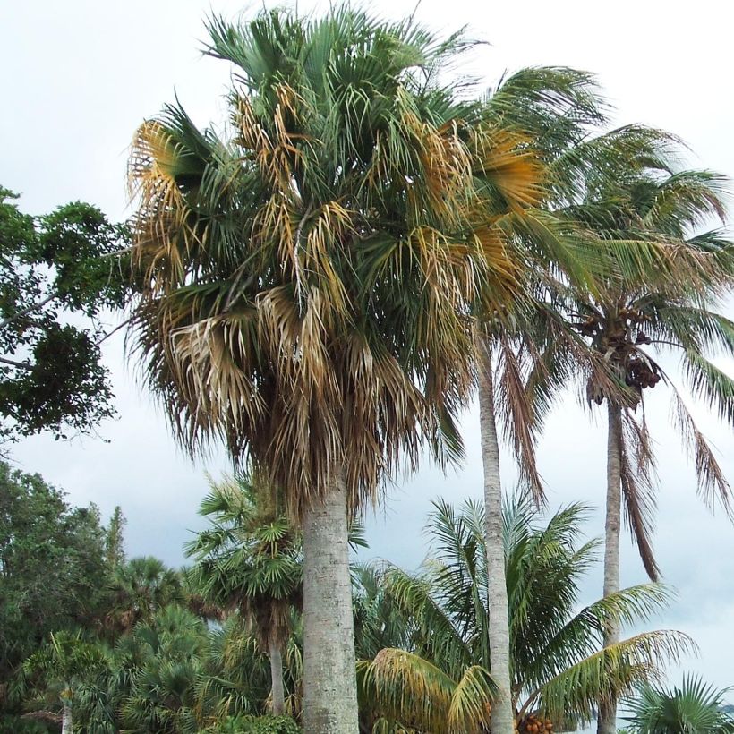 Sabal causarium (Porto)