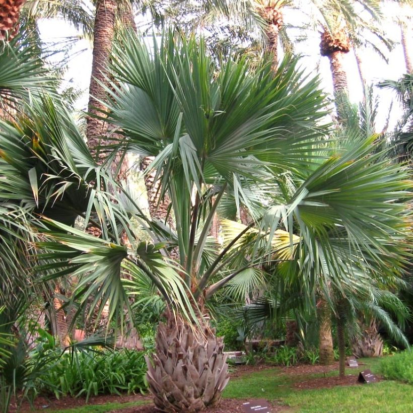 Sabal maritima (Porto)