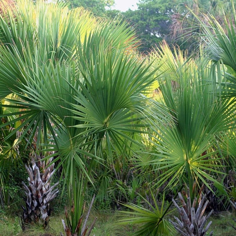 Sabal mexicana (Porto)