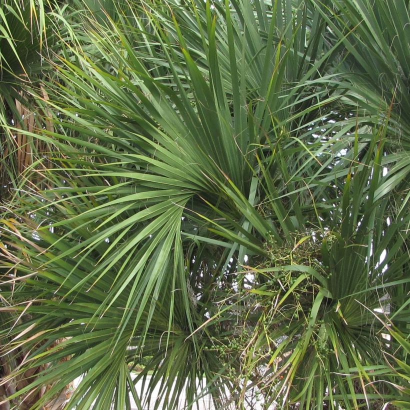 Sabal palmetto (Fogliame)