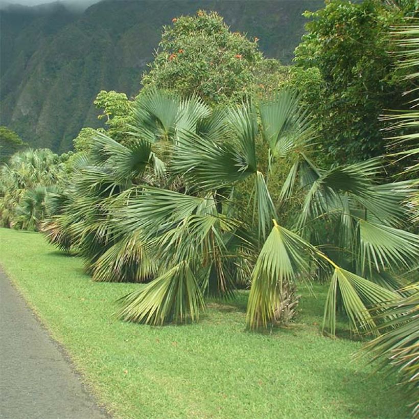 Sabal palmetto (Porto)