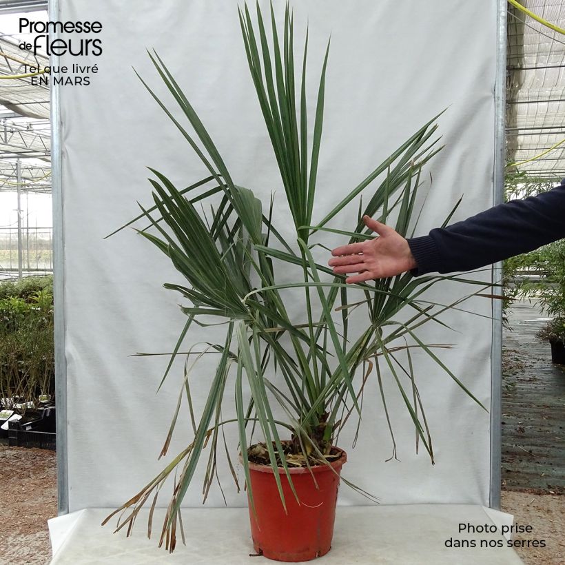 Sabal palmetto - Palmier chou pot de 10L esemplare consegnato in primavera