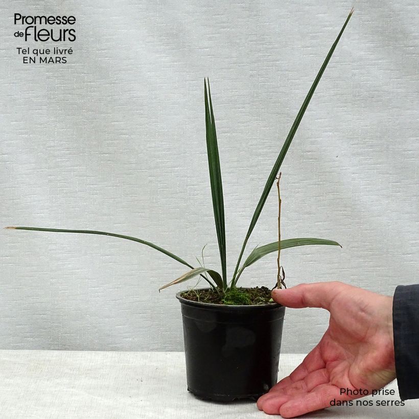 Sabal palmetto - Palmier chou pot de 12 cm esemplare consegnato in primavera