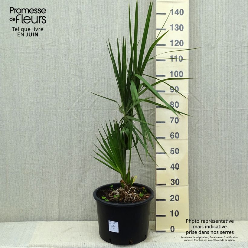 Sabal palmetto - Palmier chou pot de 25L esemplare consegnato in inverno