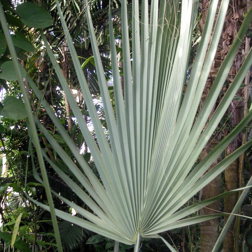 Sabal uresana (Fogliame)