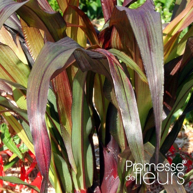 Saccharum officinarum violaceum - Canna da zucchero (Fogliame)