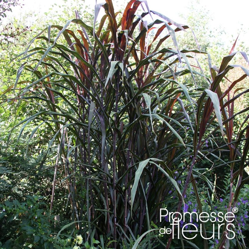 Saccharum officinarum violaceum - Canna da zucchero (Porto)