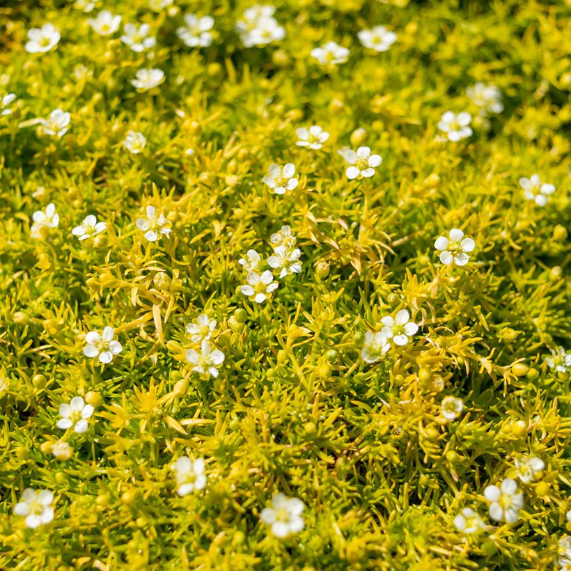 Sagina Lime Moss - Muschio irlandese (Fioritura)