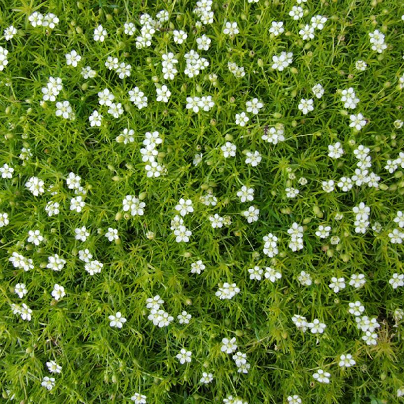 Sagina subulata - Muschio irlandese (Fioritura)