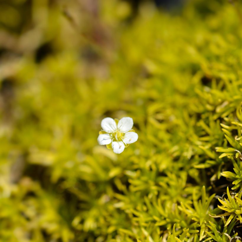 Sagina Aurea - Muschio irlandese (Fioritura)