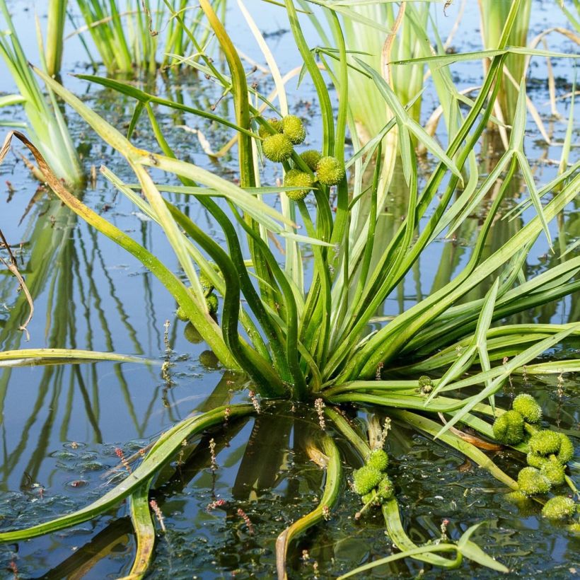 Sagittaria sagittifolia - Sagittaria comune (Fogliame)