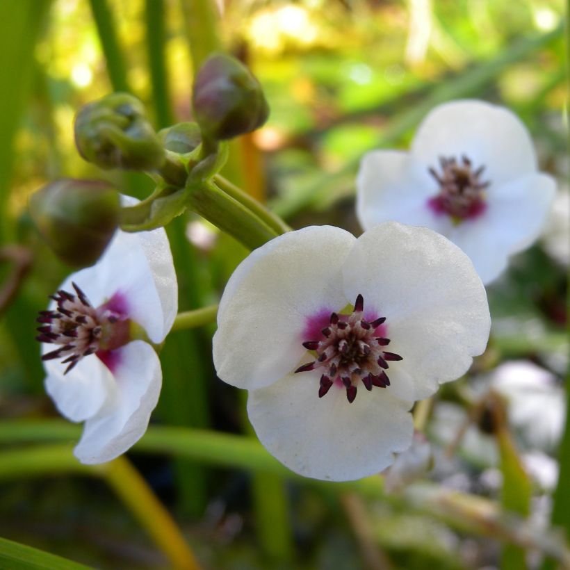 Sagittaria sagittifolia - Sagittaria comune (Fioritura)