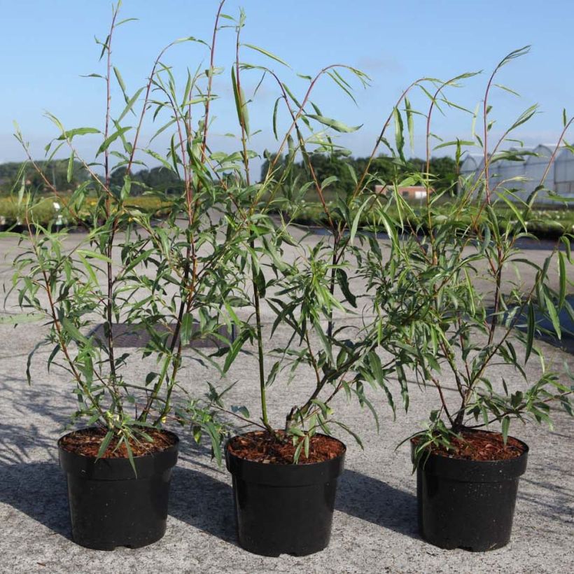 Salix acutifolia Blue Streak (Fogliame)