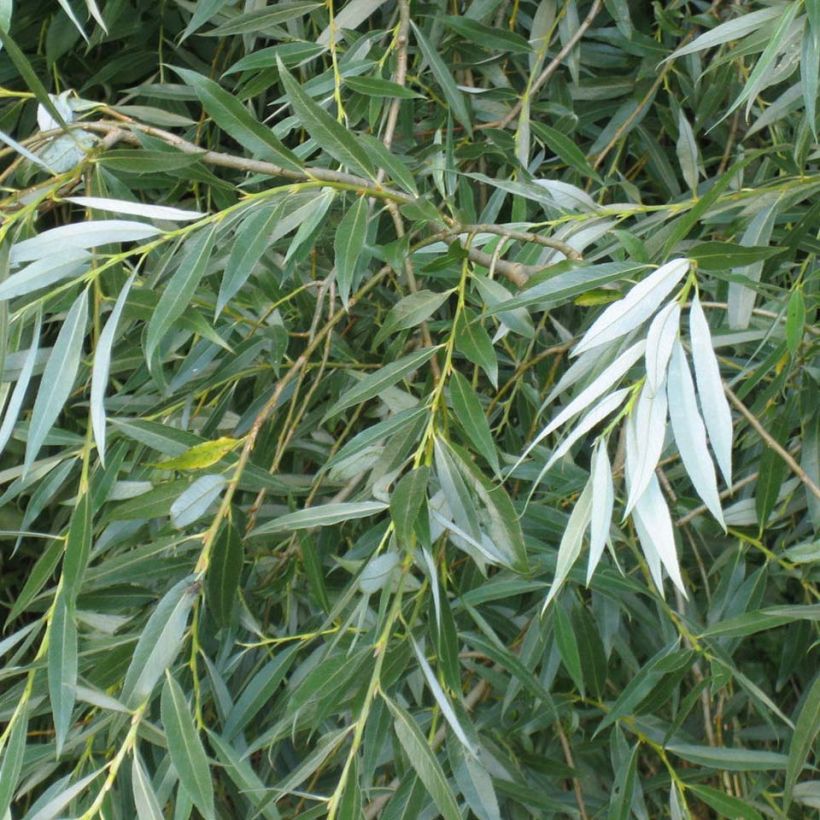 Salix alba - Salice bianco (Fogliame)