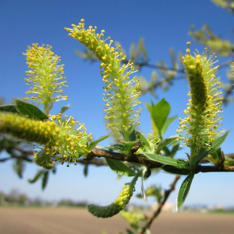 Salix alba - Salice bianco (Fioritura)