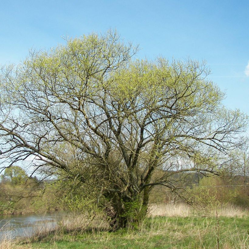 Salix alba - Salice bianco (Porto)