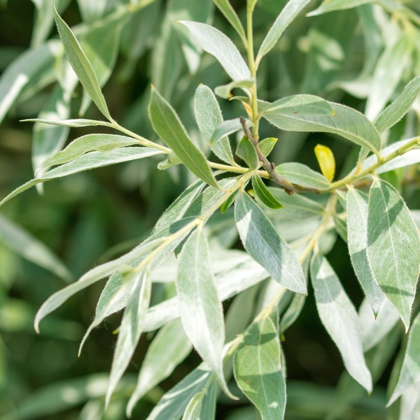 Salix alba Liempde - Salice bianco (Fogliame)