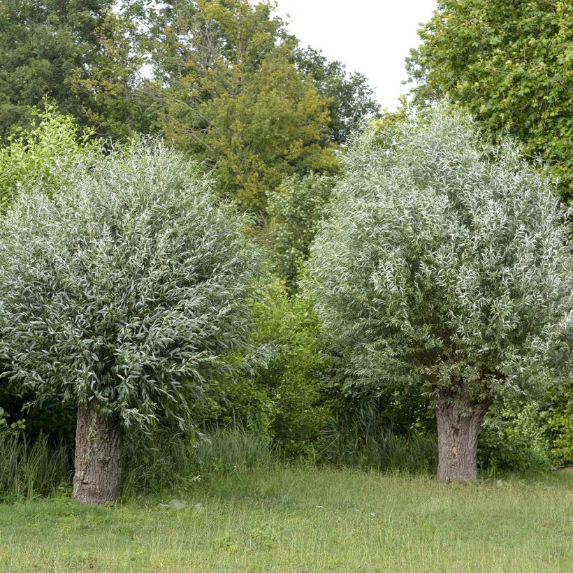 Salix alba Liempde - Salice bianco (Porto)