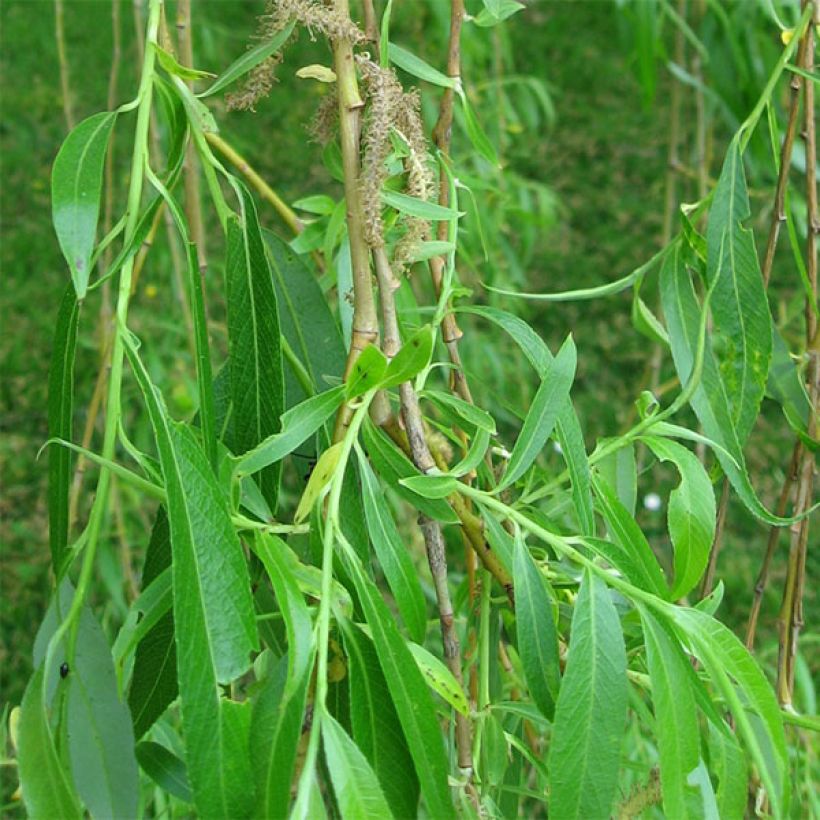 Salix alba Tristis - Salice bianco (Fogliame)