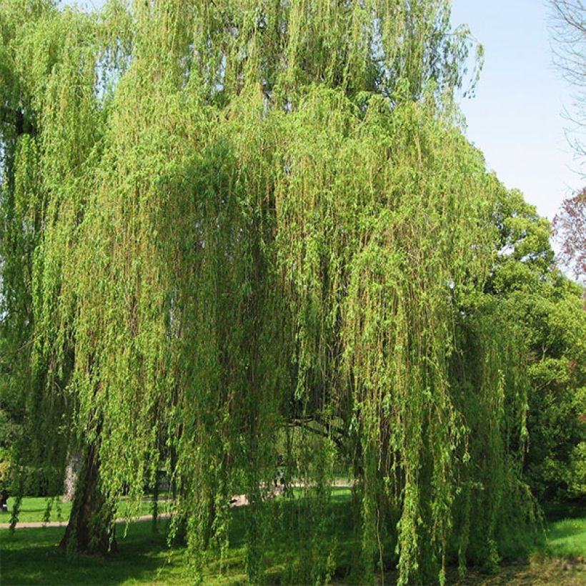 Salix alba Tristis - Salice bianco (Porto)