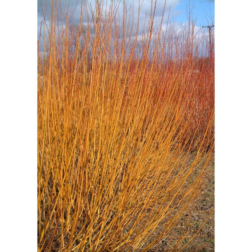 Salix alba var. Vitellina - Salice bianco (Porto)