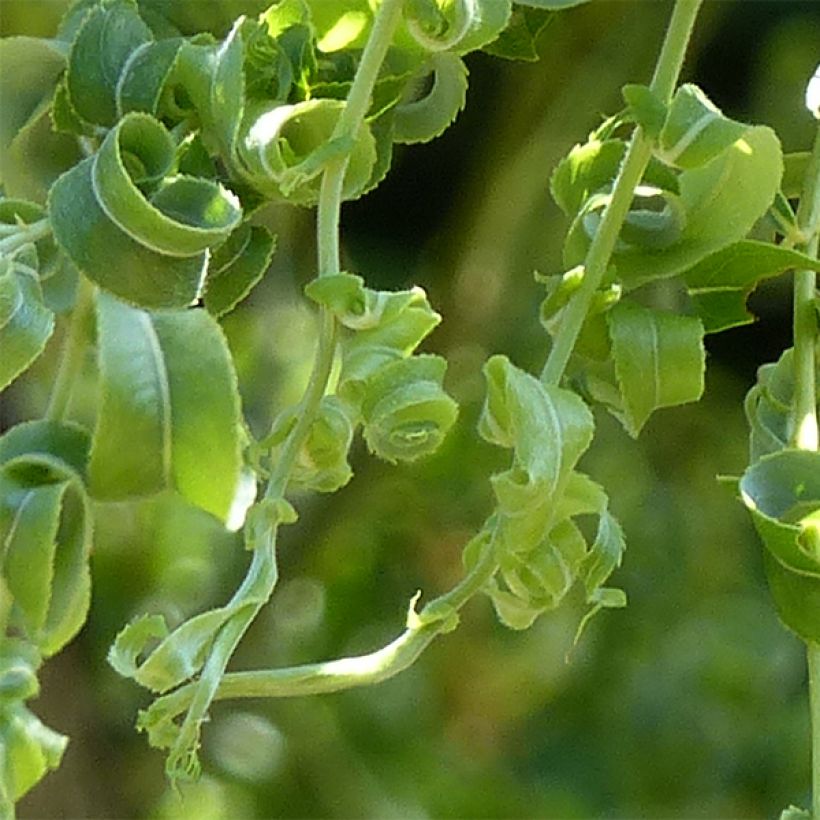 Salix babylonica Crispa - Salice piangente (Fogliame)