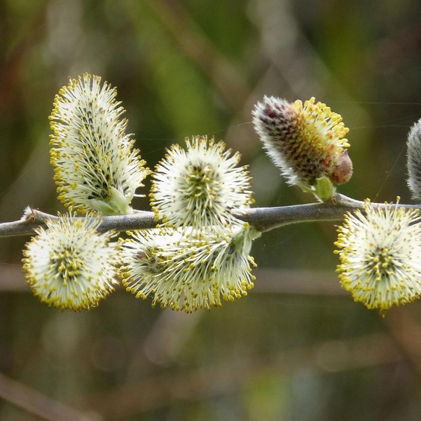 Salix caprea - Salice delle capre (Fioritura)