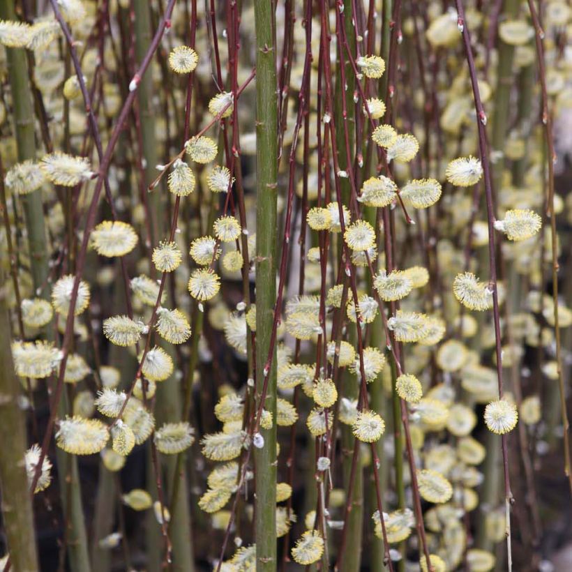 Salix caprea Kilmarnock - Salice delle capre (Fioritura)