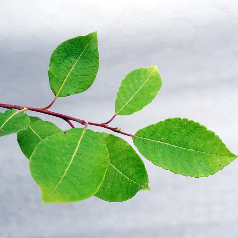 Salix caprea Kilmarnock - Salice delle capre (Fogliame)