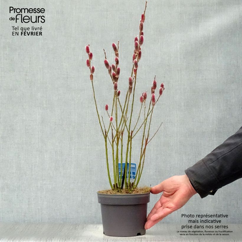 Salix chaenomeloides Mount Aso en pot de 2/3L - Saule japonais esemplare consegnato in inverno