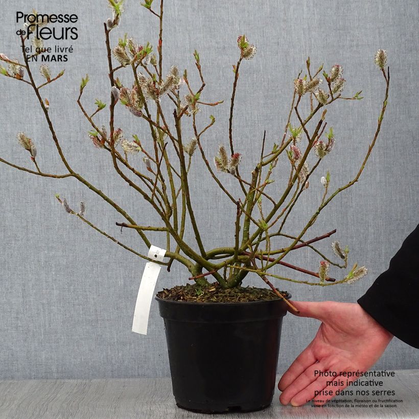 Salix chaenomeloides Mount Aso en pot de 5L - Saule japonais esemplare consegnato in inverno