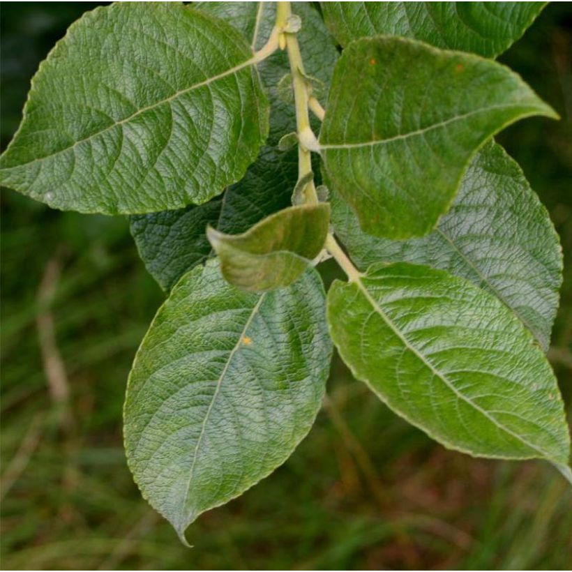 Salix cinerea - Salice cinereo (Fogliame)