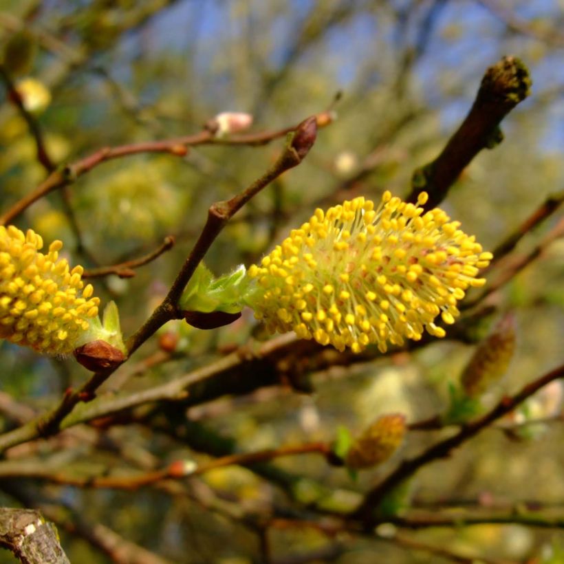 Salix cinerea - Salice cinereo (Fioritura)