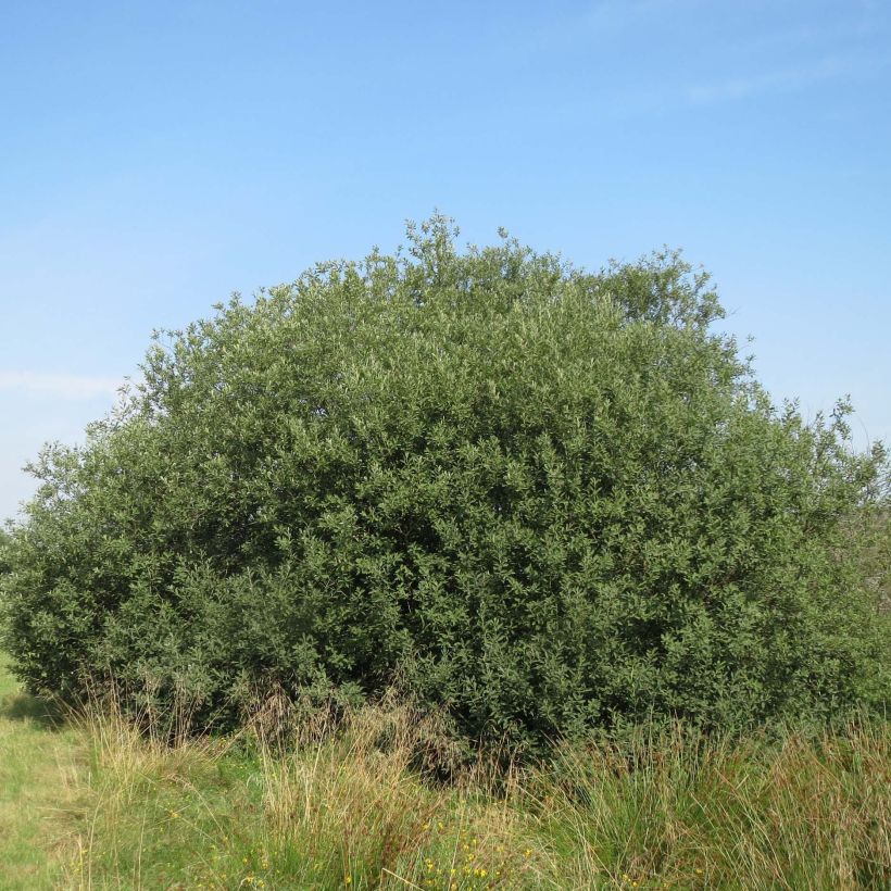 Salix cinerea - Salice cinereo (Porto)