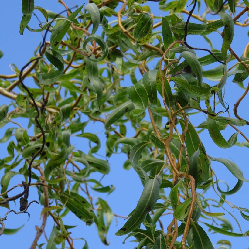 Salix erythroflexuosa (Fogliame)