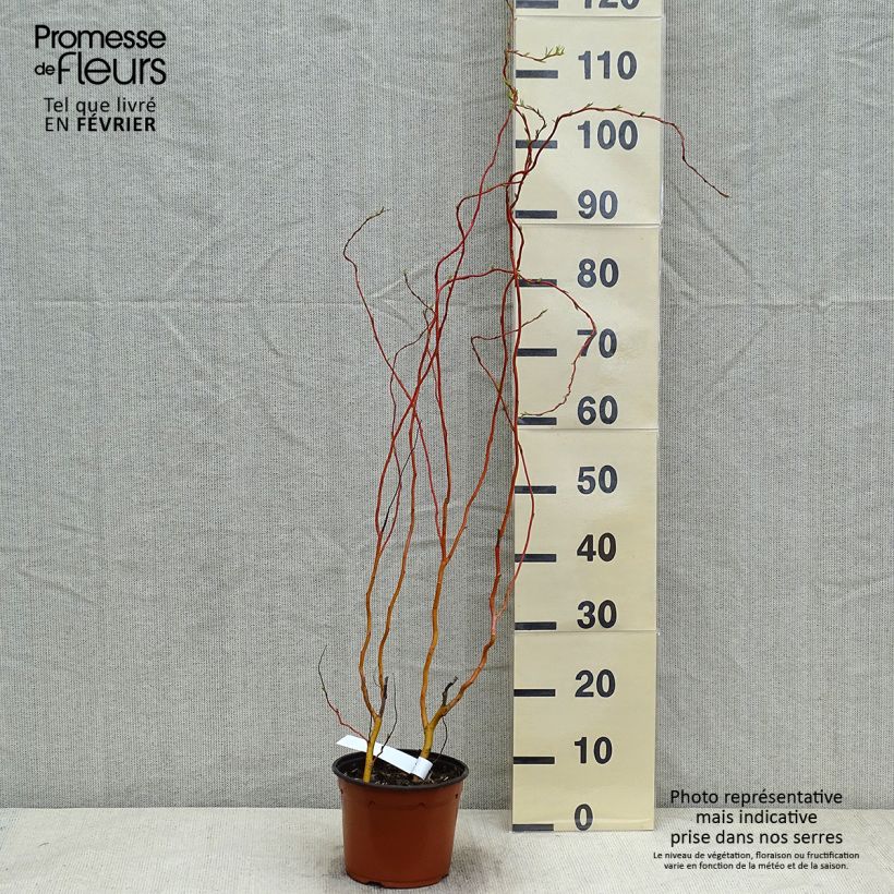 Salix erythroflexuosa - Saule tortueux Pot de 3L/4L esemplare consegnato in inverno