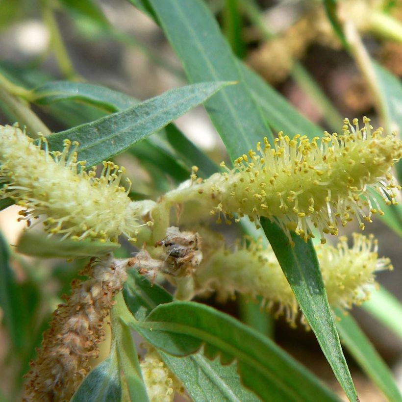 Salix exigua (Fioritura)