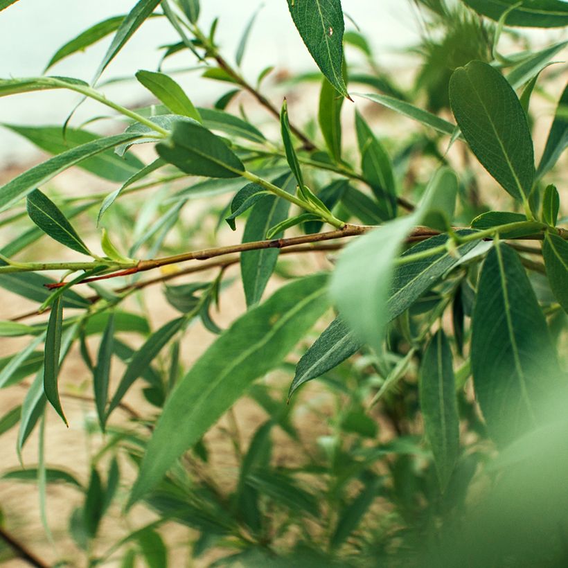 Salix fragilis - Salice fragile (Fogliame)