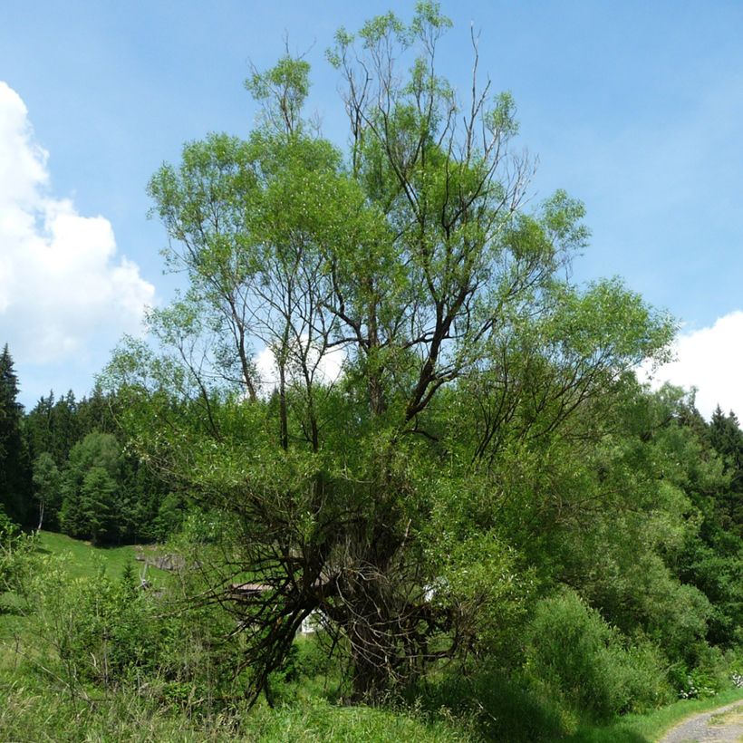 Salix fragilis - Salice fragile (Porto)