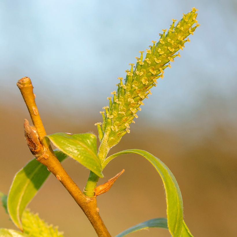 Salix fragilis - Salice fragile (Fioritura)