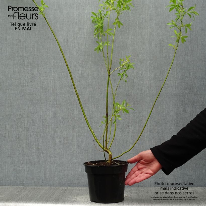 Saule Griffe de Loup - Salix gracilistyla Pot de 3L/4L esemplare consegnato in primavera