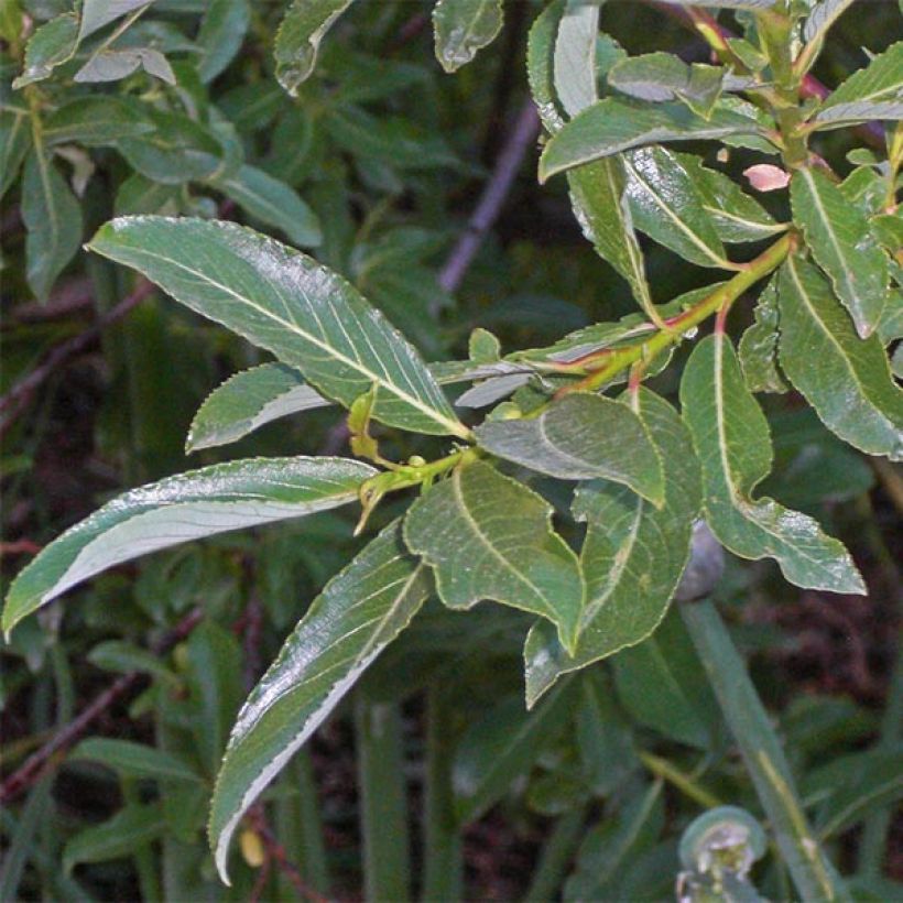 Salix gracilistyla (Fogliame)