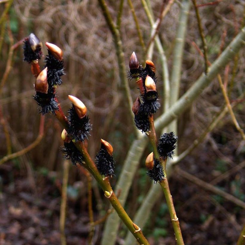 Salix gracilistyla (Fioritura)