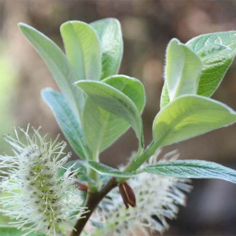 Salix helvetica - Salice elvetico (Fogliame)