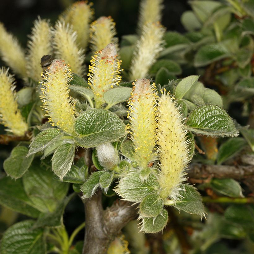 Salix kurilensis (Fioritura)