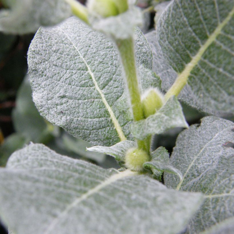 Salix lanata - Salice lanoso (Fogliame)