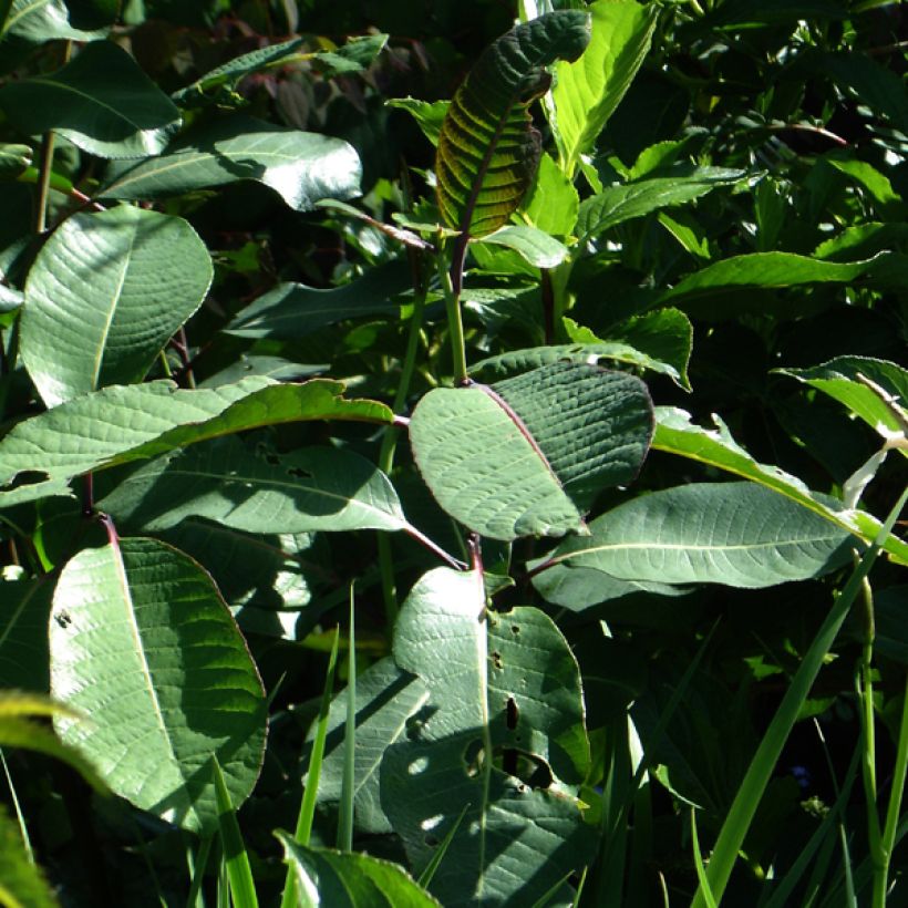 Salix magnifica (Fogliame)