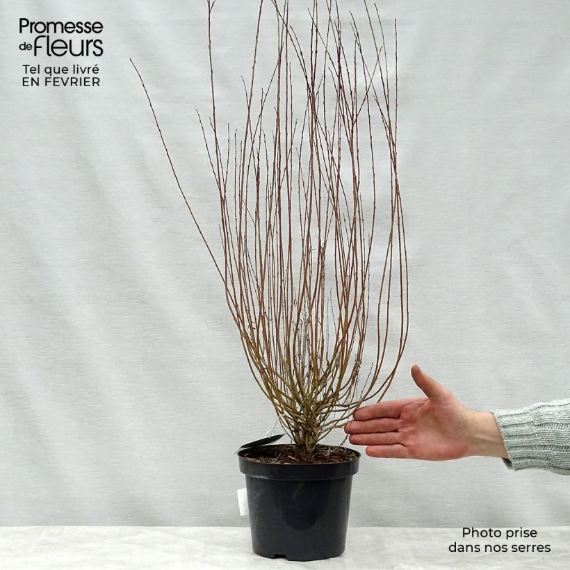 Salix purpurea Nana 40/50cm en pot de 2L/3L - Saule pourpre esemplare consegnato in inverno