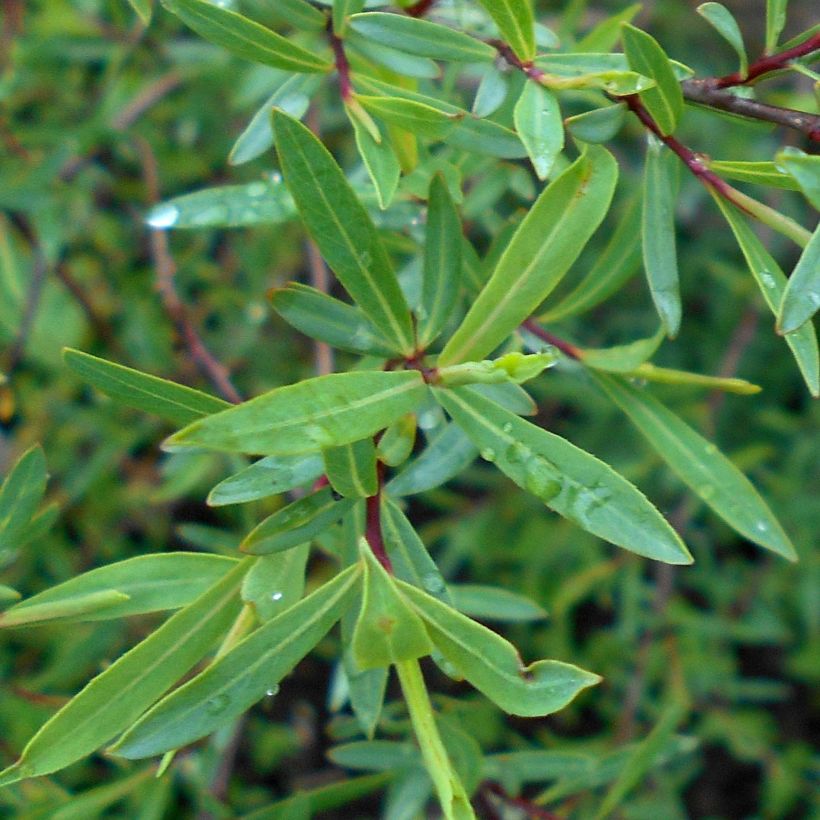 Salix purpurea Nana - Salice rosso nano (Fogliame)